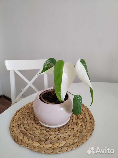 Монстера вариегатная Альба