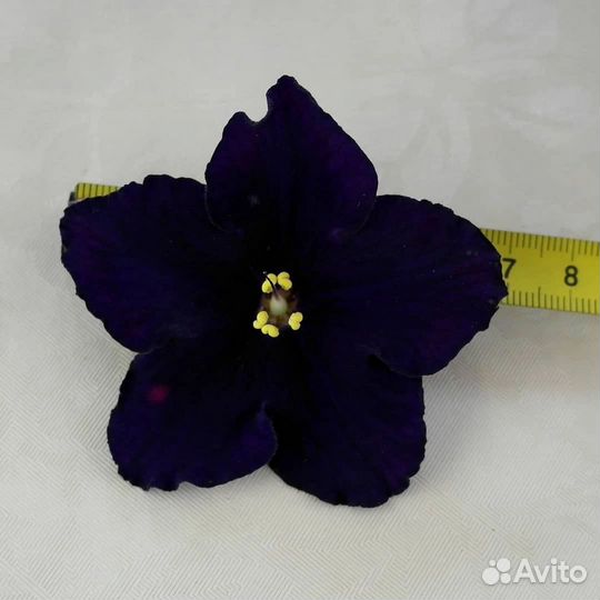 Сортовые фиалки