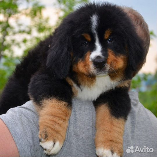 Бернский зенненхунд
