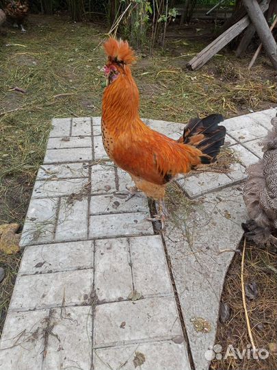 Молодые петухи