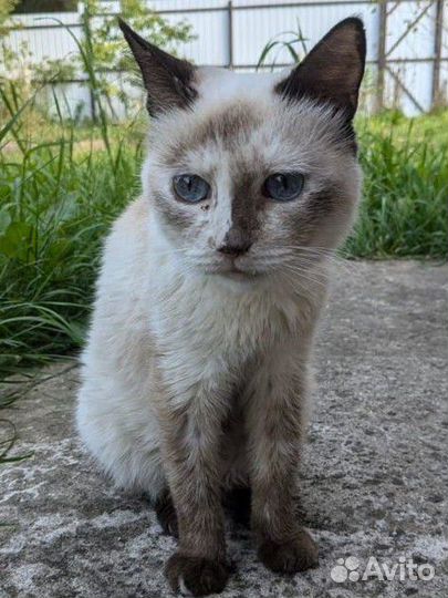 Тайская красотка в добрые руки