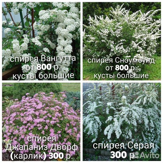 N7 кустарники