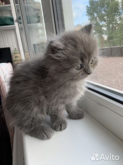 Шотландские котята