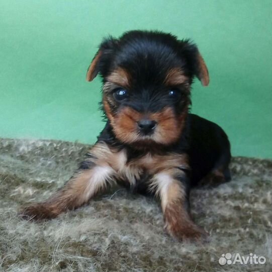 Йоркширский терьер