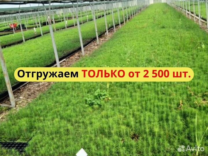 Саженцы ели европейской зкс оптом