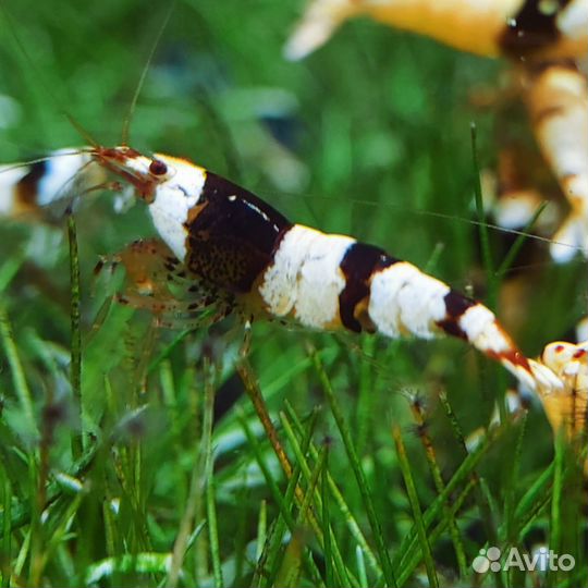 Креветки каридины чёрный кристалл