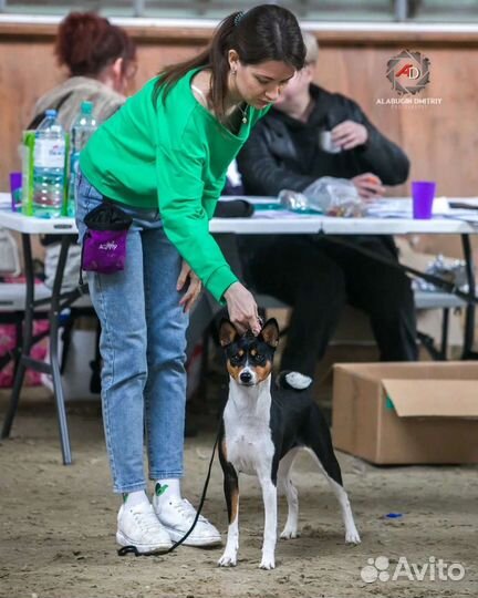 Хендлер, выгул, социализация, помощь в выборе