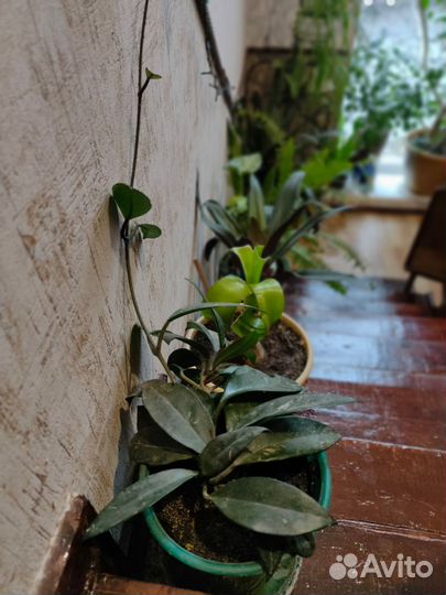 Комнатные растения, цветы домашние