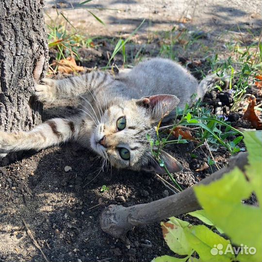Котята ищут дом