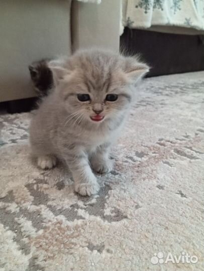 Британские котята шиншилла