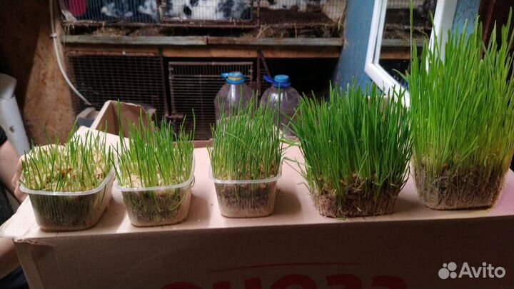 Трава для кошек