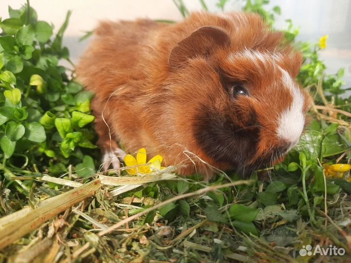 Перуанская морская свинка