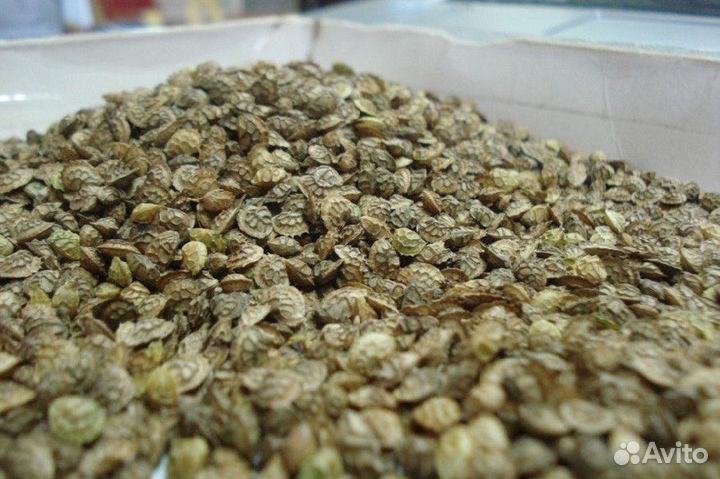 Семена эспарцета