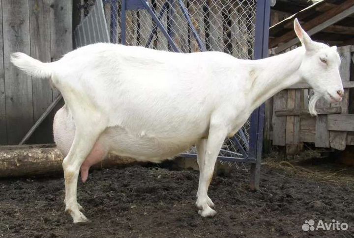 Зааненская коза и козлята