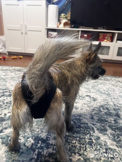 Трусы для собак