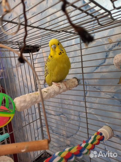 Волнистый попугай получех