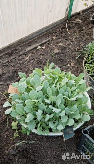 Продам домашнюю капусту