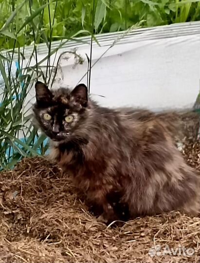 Спасите кошку