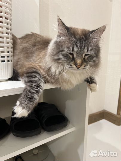 Кот в добрые руки