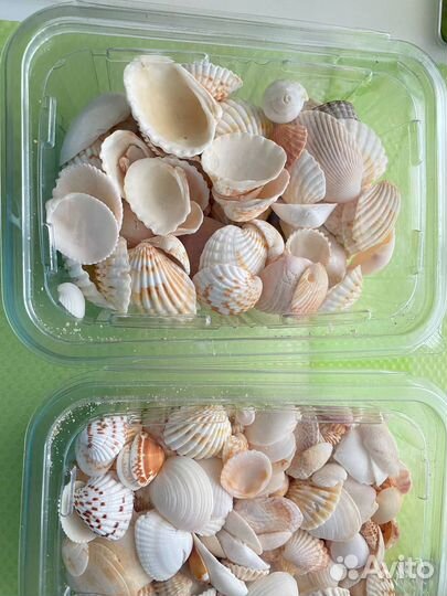 Ракушка настоящая заморская