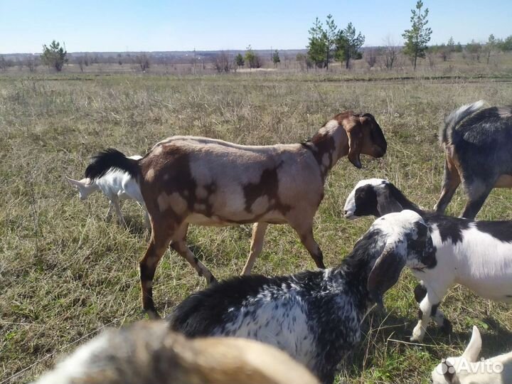 Козлята, козлы