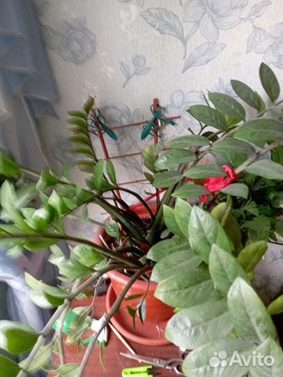 Замиокулькас