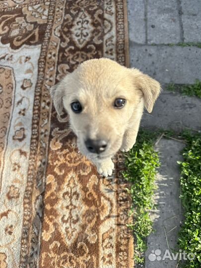 Собака в добрые руки щенок мальчик