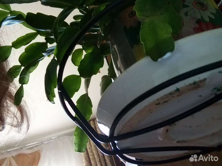 Цветы эустома, фиалки, калонхое, декабрист и др