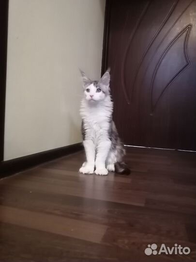 Мейн-кун коты шестипалые