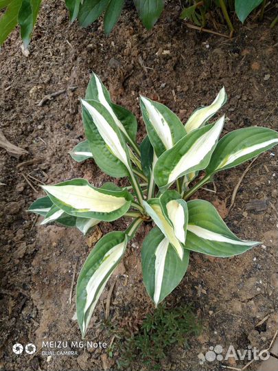 Цветы многолетники