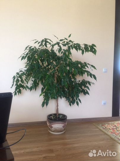 Фикус карликовый