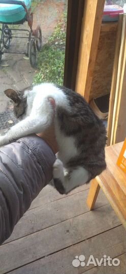 Котёнок