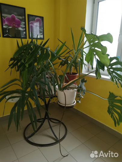 Продам цветы комнатные