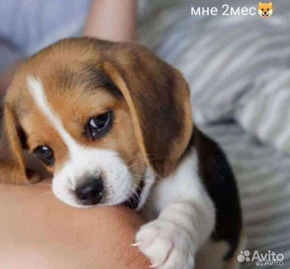 Щенки бигль с документами