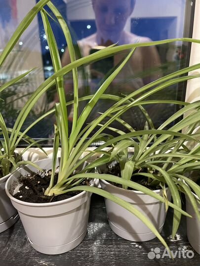 Хлорофитум