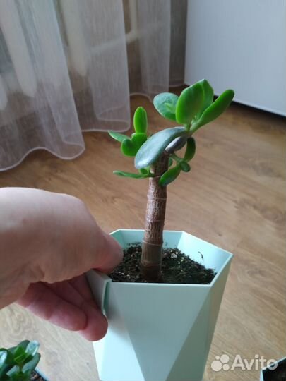 Толстянка Денежное дерево Крассула