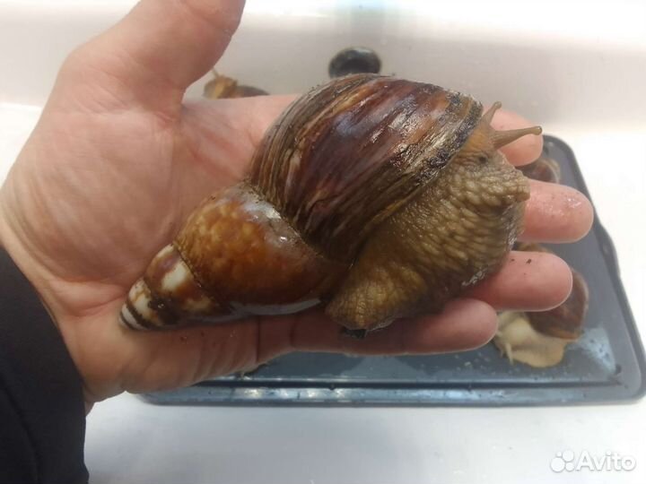 Улитки ахатины