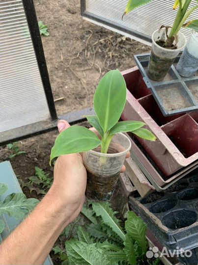 Банан киевский карлик