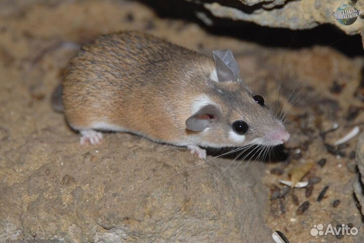 Мышь иглистая