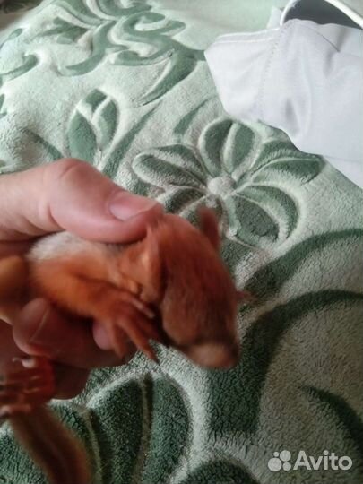 Белка, бельчата ручные