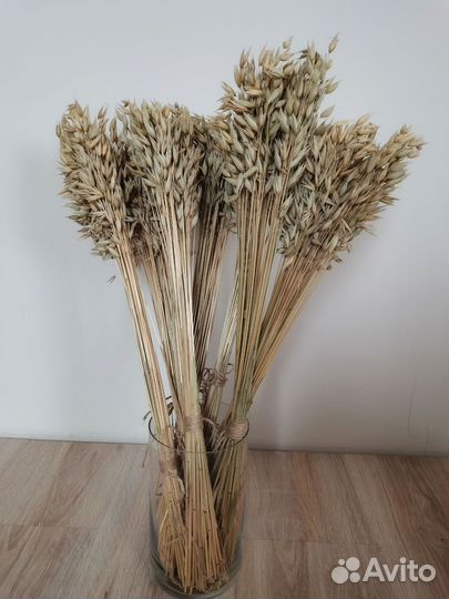 Злаки Сухоцвет