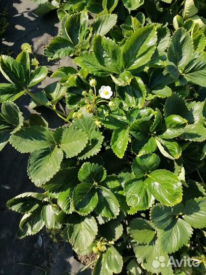 Рассада клубники Мальвина