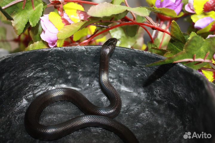 Lampropeltis getula nigrita