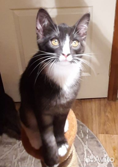 Котята отдам в добрые руки бесплатно