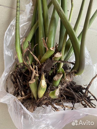 Замиокулькас