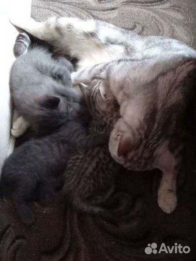 Шотландские прямоухие котята