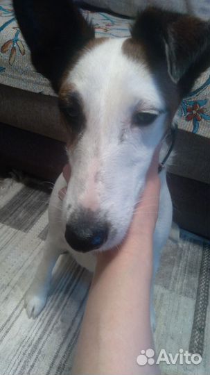 Фокстерьер в добрые руки