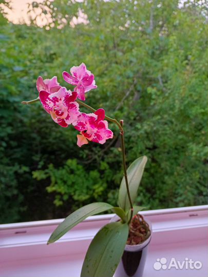 Орхидея фаленопсис бабочка