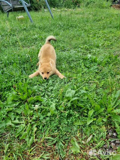 Карело финская лайка