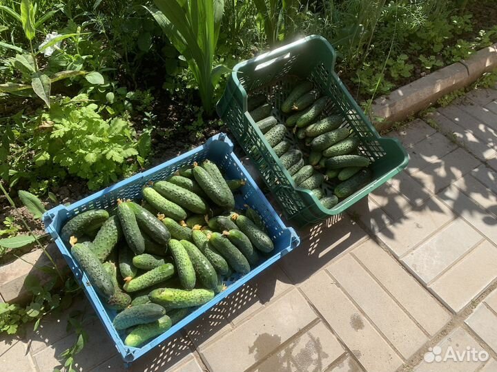 Огурцы среднего размера